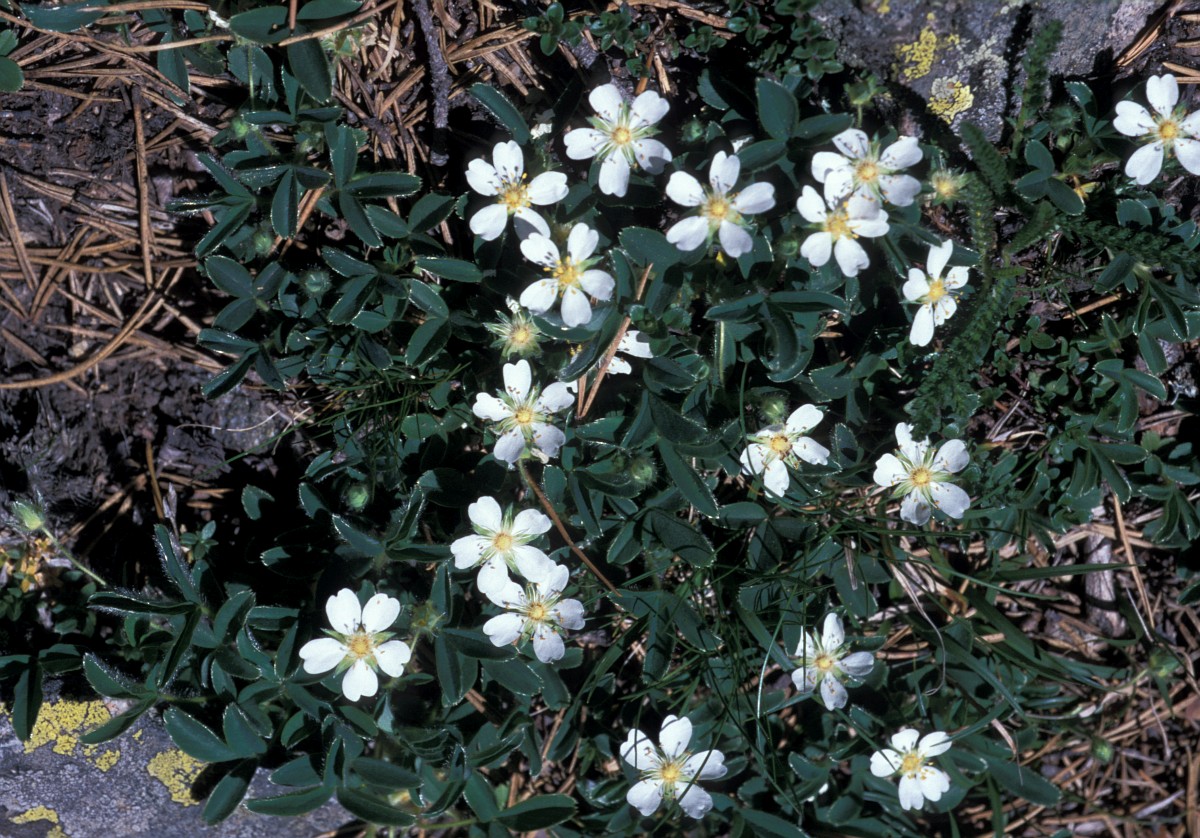 Potentilla montana